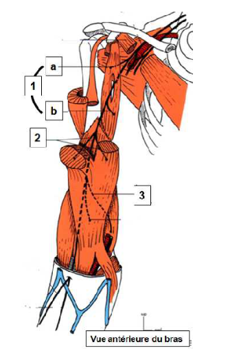 Cours anatomie 1ere année medecine: Nerf médian et musculocutané 39 Cours-gratuit-Branches collaterales 2