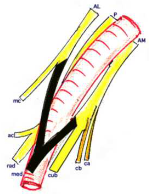 Cours anatomie 1ere année medecine: Nerf médian et musculocutané 3 Cours-gratuit-Branches terminale du plexus brachial 1