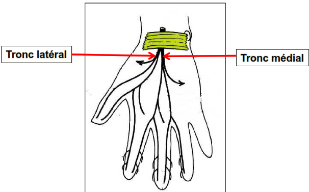 Cours anatomie 1ere année medecine: Nerf médian et musculocutané 22 Cours-gratuit-Branches terminales