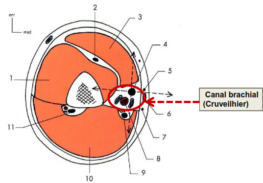 Cours anatomie 1ere année medecine: Nerf médian et musculocutané 5 Cours-gratuit-Coupe horizontale du moyen du bras 1