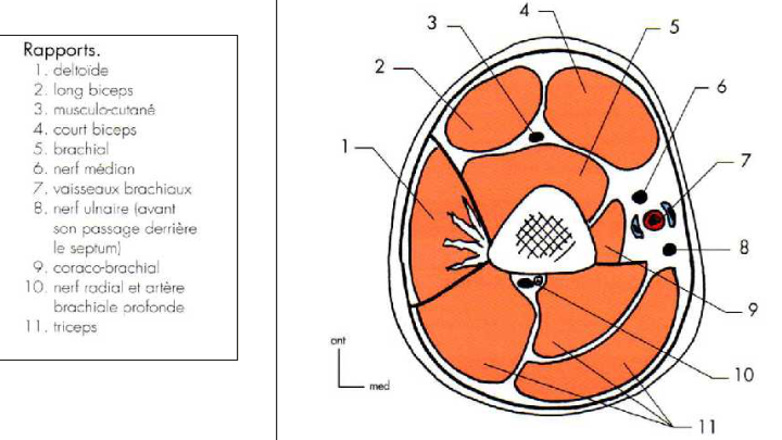 Cours anatomie 1ere année medecine: Nerf médian et musculocutané 38 Cours-gratuit-Coupe horizontale passant par le 1 sur 3 sup du bras