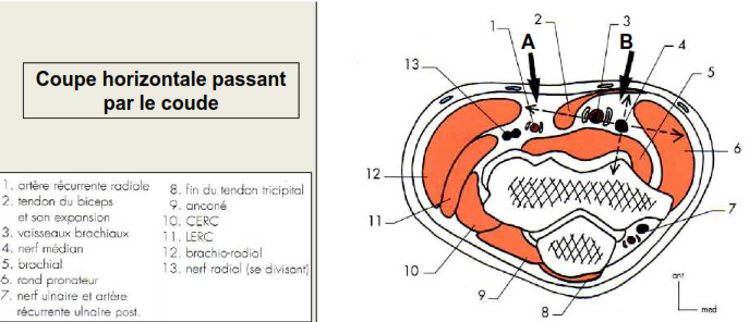 Cours anatomie 1ere année medecine: Nerf médian et musculocutané 8 Cours-gratuit-Coupe horizontale passant par le coude 1