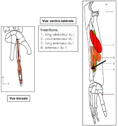 Extenseur de l index extenseur propre de l index
