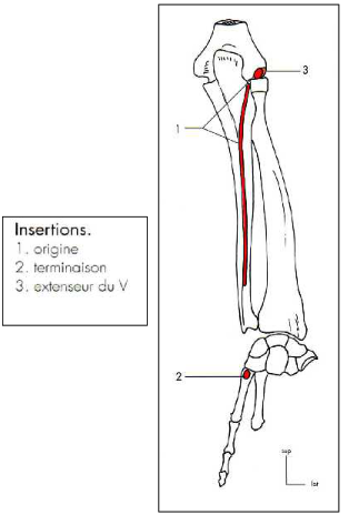 Extenseur ulnaire du carpe