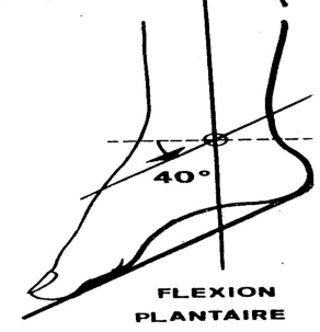 Cours anatomie 1ere année medecine : Articulation talo-crurale 29 Cours-gratuit-Extension ou flexion plantaire