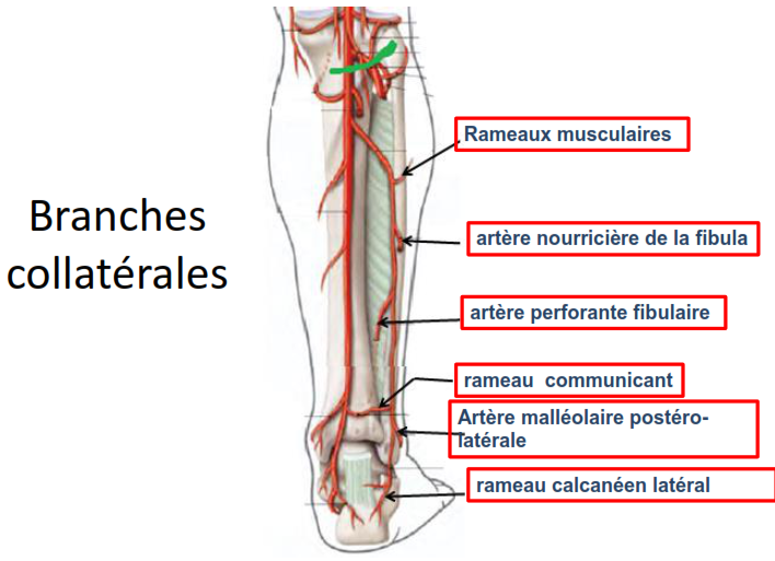 Cours anatomie 1ere année medecine : Artères dorsales de la jambe artères du pied 24 Cours-gratuit-F Branches collaterales
