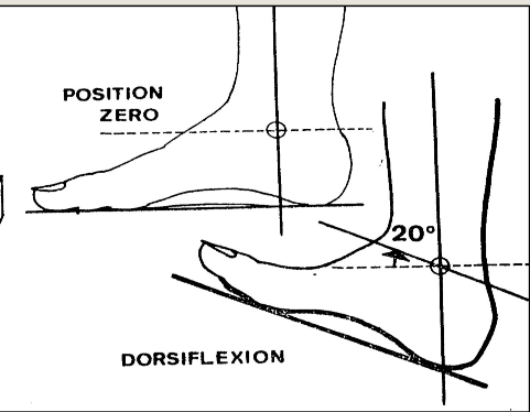 Cours anatomie 1ere année medecine : Articulation talo-crurale 27 Cours-gratuit-Flexion dorsale de la cheville