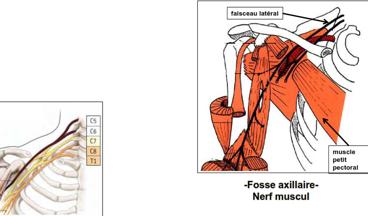Cours anatomie 1ere année medecine: Nerf médian et musculocutané 35 Cours-gratuit-Fosse axillaire Nerf muscul
