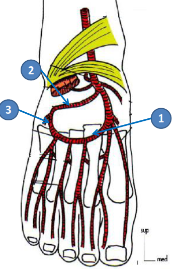 Cours anatomie 1ere année medecine : Artères dorsales de la jambe artères du pied 31 Cours-gratuit-L artere arquee 4