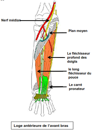 La loge ventrale Plan profond