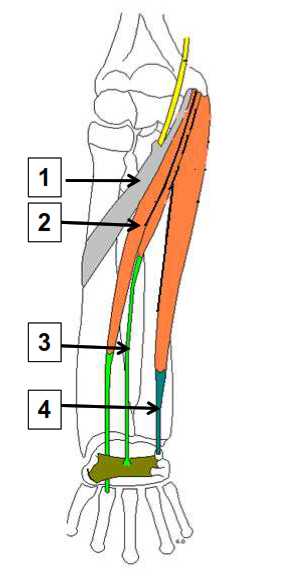 La loge ventrale plan suoerficiel