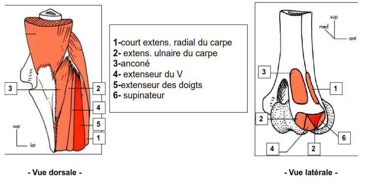 Les epicondyliens lateraux