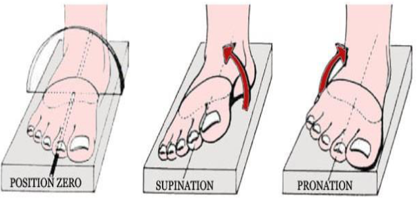 Cours anatomie 1ere année medecine : Articulation talo-crurale 32 Cours-gratuit-Les mouvements de torsion du pied 1