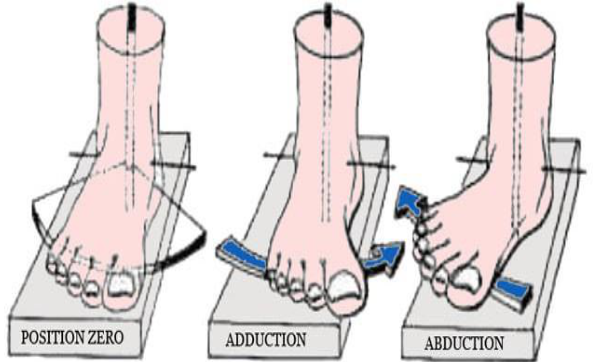 Cours anatomie 1ere année medecine : Articulation talo-crurale 31 Cours-gratuit-Les mouvements de torsion du pied