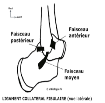Cours anatomie 1ere année medecine : Articulation talo-crurale 21 Cours-gratuit-Ligament calcaneo fibulaire
