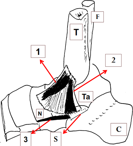 Cours anatomie 1ere année medecine : Articulation talo-crurale 17 Cours-gratuit-Ligament collateral medial plan superficiel