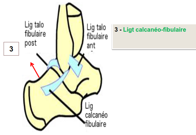 Cours anatomie 1ere année medecine : Articulation talo-crurale 25 Cours-gratuit-Ligt calcaneo fibulaire