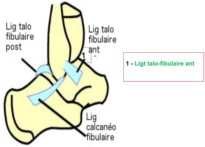 Cours anatomie 1ere année medecine : Articulation talo-crurale 23 Cours-gratuit-Ligt talo fibulaire ant