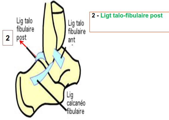Cours anatomie 1ere année medecine : Articulation talo-crurale 24 Cours-gratuit-Ligt talo fibulaire post
