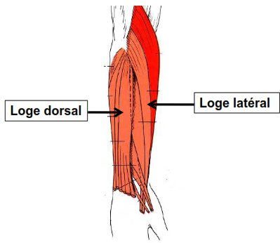 Loge laterale