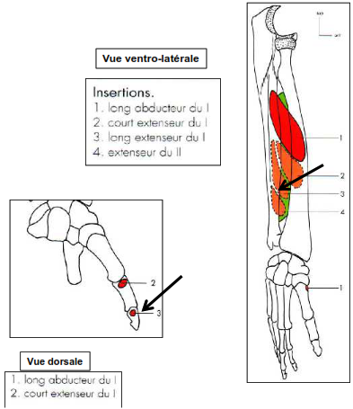Loge dorsale Long extenseur du pouce