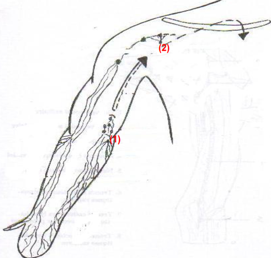 Lymphonoeuds superficiels
