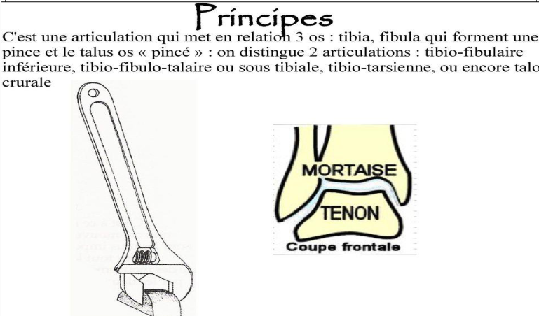 Cours anatomie 1ere année medecine : Articulation talo-crurale 3 Cours-gratuit-Modele de construction mecanique