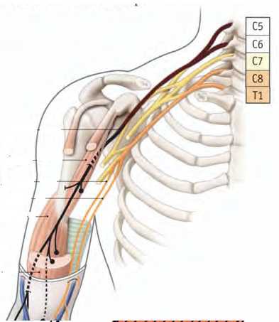 Cours anatomie 1ere année medecine: Nerf médian et musculocutané 33 Cours-gratuit-Nerf musculo cutane 1