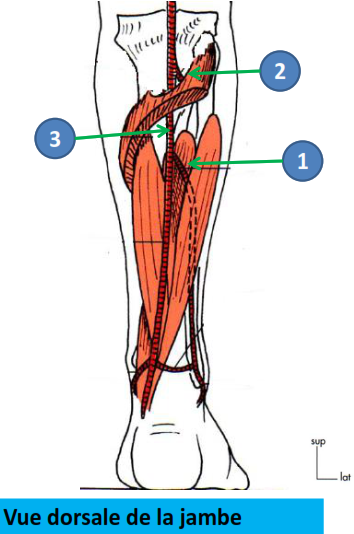Cours anatomie 1ere année medecine : Artères dorsales de la jambe artères du pied 16 Cours-gratuit-Origine L artere fibulaire