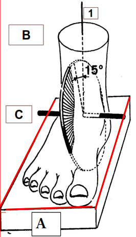 Cours anatomie 1ere année medecine : Articulation talo-crurale 28 Cours-gratuit-Plan de mouvement parasagittal