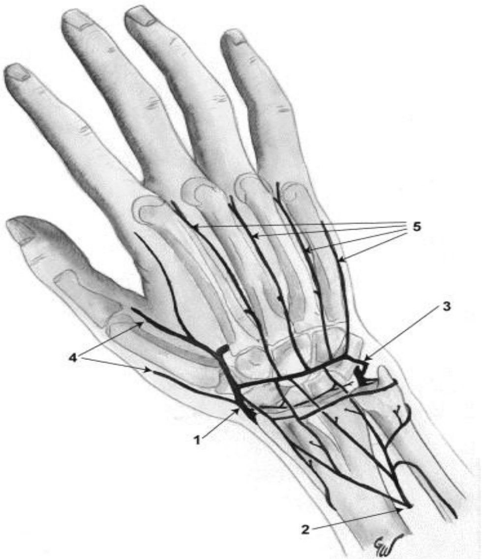 Reseau arteriel dorsal de la main
