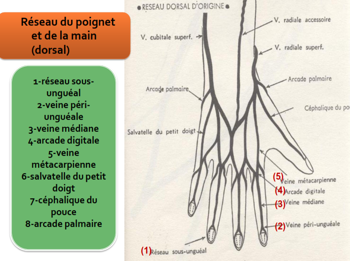 Cours anatomie 1ere année medecine Artères de la main Cours Gratuit et Livres