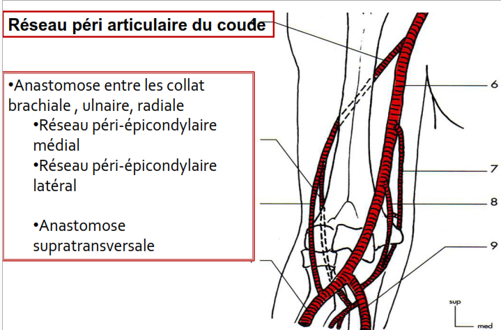 Reseau peri articulaire du coude