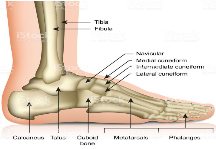 Cours anatomie 1ere année medecine : Articulation talo-crurale 1 Cours-gratuit-Screenshot 443
