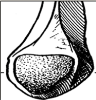 Cours anatomie 1ere année medecine : Articulation talo-crurale 8 Cours-gratuit-Surface articulaire malleolaire fibulaire