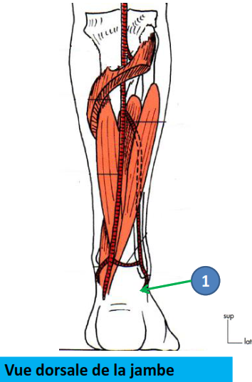Cours anatomie 1ere année medecine : Artères dorsales de la jambe artères du pied 18 Cours-gratuit-Terminaison artere fibulaire