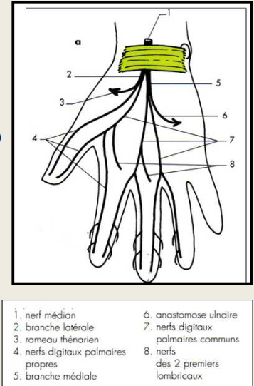 Cours anatomie 1ere année medecine: Nerf médian et musculocutané 23 Cours-gratuit-Tronc lateral sensitivo moteur