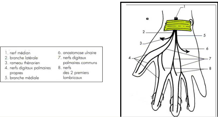 Cours anatomie 1ere année medecine: Nerf médian et musculocutané 24 Cours-gratuit-Tronc medial sensitivo moteur