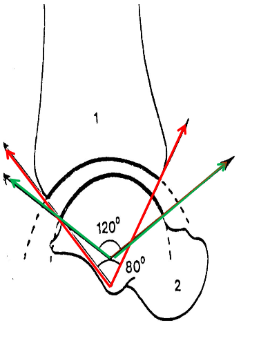 Cours anatomie 1ere année medecine : Articulation talo-crurale 4 Cours-gratuit-Valeurs angulaires des surfaces articulaires talo crurales