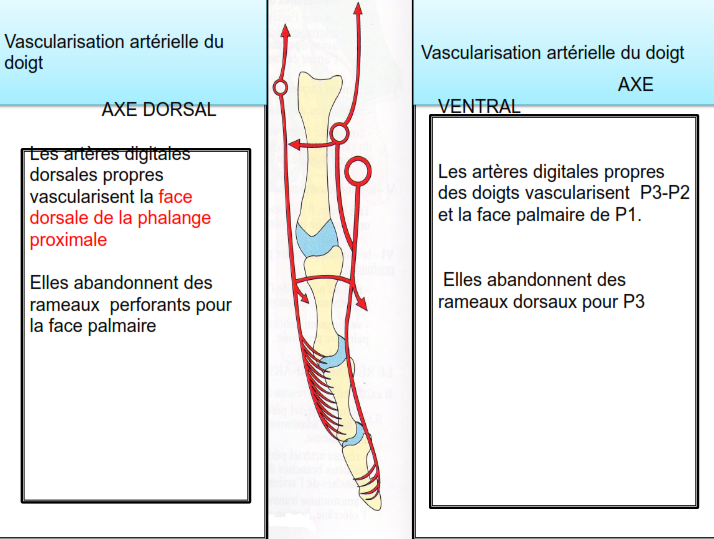 Vascularisation arterielle du doigt