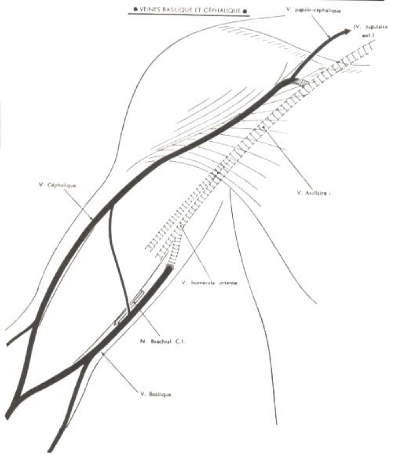 Veines du bras