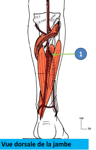 Cours anatomie 1ere année medecine : Artères dorsales de la jambe artères du pied 15 Cours-gratuit-Vue dorsale de la jambe