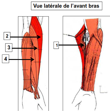 Vue latérale de l’avant bras