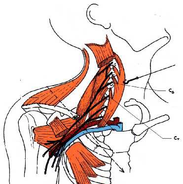 Cours anatomie 1ere année medecine: Nerf médian et musculocutané 46 Cours-gratuit-anatomie clinique les atteintes isolee du nerf musculo cutane 1