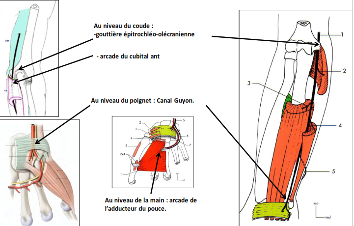 anatomie clinique nerf ulnaire par compression