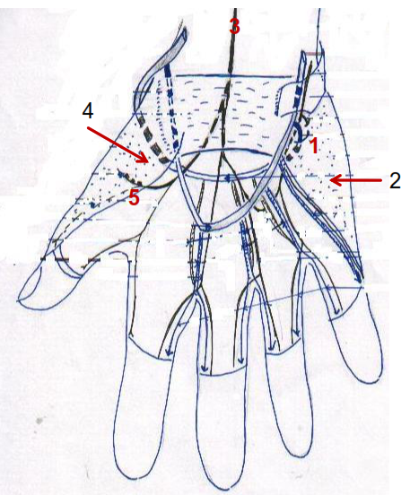 anatomie de la main