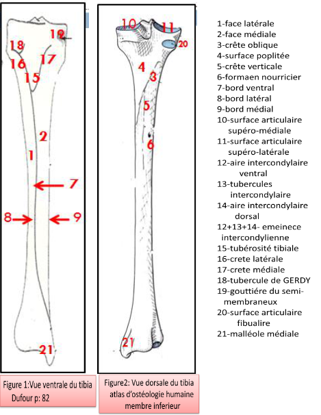 Anatomie du TIBIA anatomie palpatoire