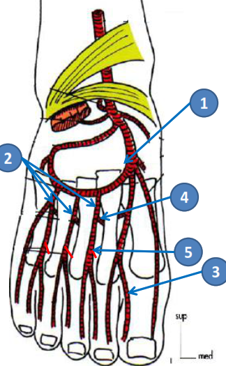 Cours anatomie 1ere année medecine : Artères dorsales de la jambe artères du pied 32 Cours-gratuit-artere arquee 1