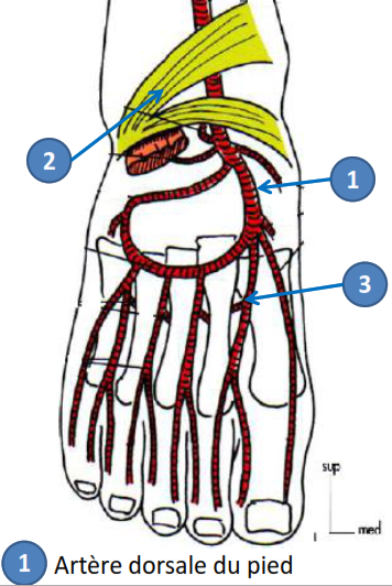 Cours anatomie 1ere année medecine : Artères dorsales de la jambe artères du pied 27 Cours-gratuit-artere dorsale du pied origine trajet terminaison