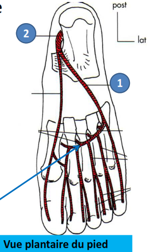 Cours anatomie 1ere année medecine : Artères dorsales de la jambe artères du pied 39 Cours-gratuit-artere plantaire laterale Definition